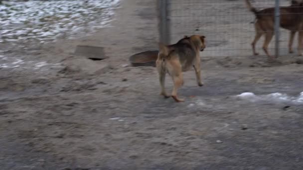 Schuilplaats Voor Zwerfhonden Dakloze Honden Behuizingen Hond Blaft Achter Tralies — Stockvideo