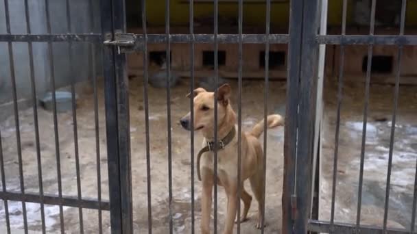 野良犬の避難所 エンクロージャ内のホームレスの犬 犬はバーの後ろに吠える フェンスの後ろに吠える犬 — ストック動画