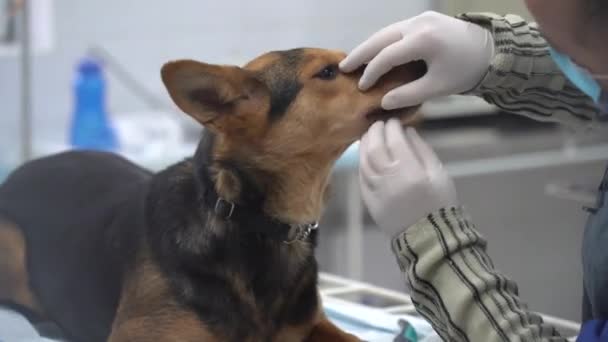Avrupa Borodyanka Kiev Bölgesi Ukrayna Şubat 2021 Veterenar Köpeği Inceler — Stok video