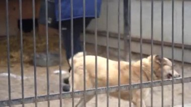 Avrupa, Borodyanka, Kiev bölgesi, Ukrayna - Şubat 2021: Evsiz hayvanlar için bir barınağın çalışanı bir kuşhanede bir köpeği besliyor. Evsiz köpekler etrafını sarmış. Köpek yemek yiyor..