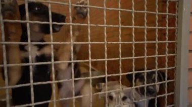 Sokak köpekleri için barınak. Evsiz köpekler etrafını sarmış. Köpek parmaklıkların arkasında havlar. Köpek çitin arkasında havlıyor..