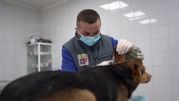 ヨーロッパ ボロディアンカ キエフ地方 ウクライナ 2021年2月 ベテランが犬を調べます 動物保護施設の獣医院だ 野良犬のための避難所のクリニック — ストック動画
