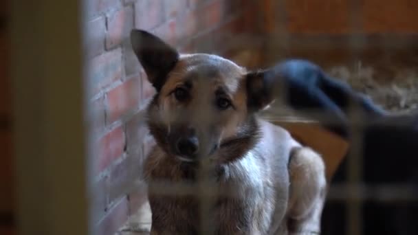 Schronisko Dla Bezpańskich Psów Bezdomne Psy Pomieszczeniach Pies Szczeka Kratkami — Wideo stockowe