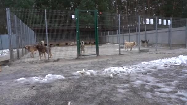 Skydd För Herrelösa Hundar Hemlösa Hundar Hägn Hunden Skäller Bakom — Stockvideo