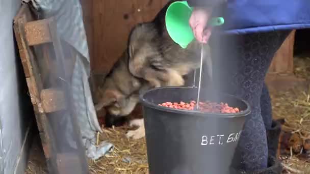 博罗丹卡 基辅地区 2021年2月 一个无家可归动物收容所的雇员在一个鸟舍喂狗 被圈起来的无家可归的狗狗在吃东西 — 图库视频影像