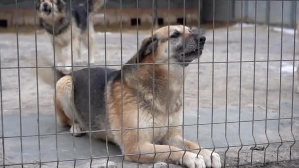 流浪狗庇护所 被圈起来的无家可归的狗狗在牢里吠叫 狗在栅栏后面吠叫 — 图库视频影像