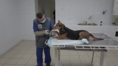 Avrupa, Borodyanka, Kiev bölgesi, Ukrayna - Şubat 2021: Veterenar köpeği inceler. Hayvan barınağındaki veteriner kliniğinde. Sokak köpekleri için bir barınakta klinik.