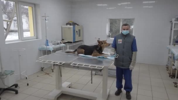 Avrupa, Borodyanka, Kiev bölgesi, Ukrayna - Şubat 2021: Veterenar köpeği inceler. Hayvan barınağındaki veteriner kliniğinde. Sokak köpekleri için bir barınakta klinik. — Stok video