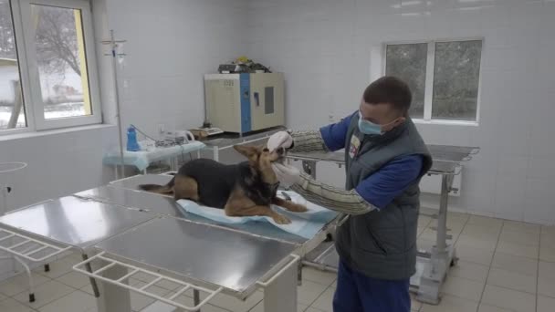 Europa, Borodyanka, región de Kiev, Ucrania - Febrero 2021: Veterenar examina al perro. Clínica veterinaria en el refugio de animales. Clínica en un refugio para perros callejeros. — Vídeos de Stock