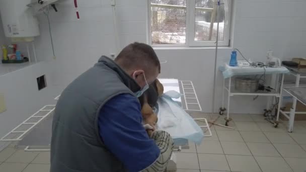 Europa, Borodyanka, região de Kiev, Ucrânia - fevereiro de 2021: Veterenar examina o cão. Clínica veterinária no abrigo de animais. Clínica em um abrigo para cães vadios. — Vídeo de Stock