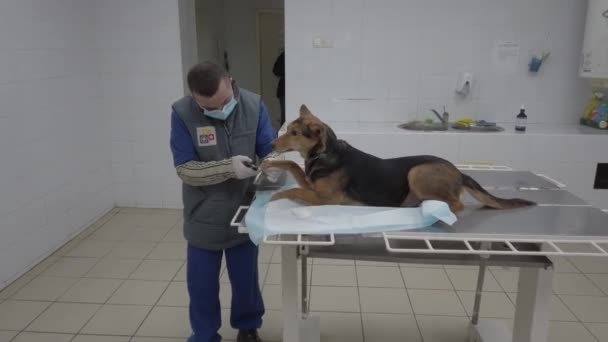 ヨーロッパ、ボロディアンカ、キエフ地方、ウクライナ- 2021年2月:ベテランが犬を調べます。動物保護施設の獣医院だ。野良犬のための避難所のクリニック. — ストック動画