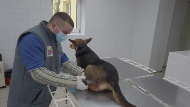 Europa, Borodyanka, regione di Kiev, Ucraina - febbraio 2021: Veterenar esamina il cane. Clinica veterinaria al rifugio per animali. Clinica in un rifugio per cani randagi. — Video Stock