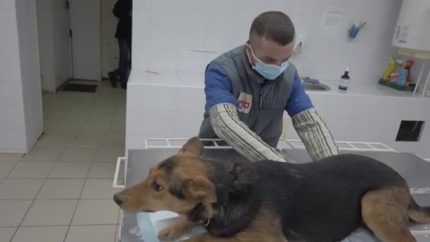 Evropa, Borodyanka, Kyjevská oblast, Ukrajina - únor 2021: Veterinář zkoumá psa. Veterinární klinika v útulku pro zvířata. Klinika v útulku pro zatoulané psy. — Stock video