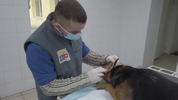 Europa, Borodyanka, Kiev regio, Oekraïne - februari 2021: Veterenar onderzoekt de hond. Veterinaire kliniek in het dierenasiel. Kliniek in een opvangtehuis voor zwerfhonden. — Stockvideo