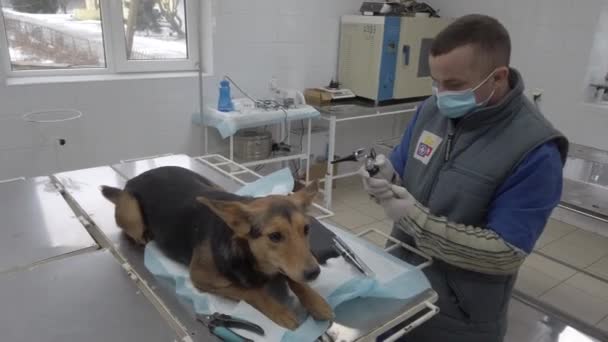 Avrupa, Borodyanka, Kiev bölgesi, Ukrayna - Şubat 2021: Veterenar köpeği inceler. Hayvan barınağındaki veteriner kliniğinde. Sokak köpekleri için bir barınakta klinik. — Stok video