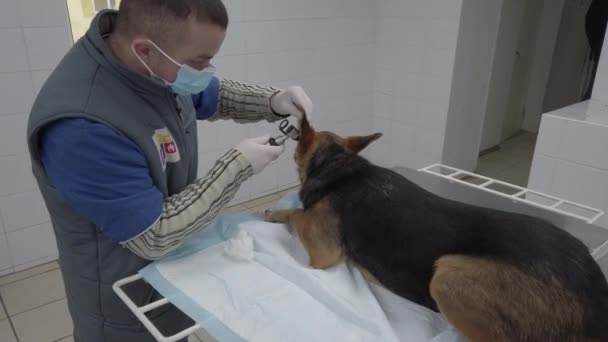 Evropa, Borodyanka, Kyjevská oblast, Ukrajina - únor 2021: Veterinář zkoumá psa. Veterinární klinika v útulku pro zvířata. Klinika v útulku pro zatoulané psy. — Stock video