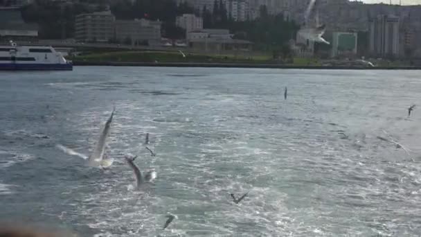 Izmir Turcja Styczeń 2021 Mewy Tle Miasta Widok Statku Miasta — Wideo stockowe