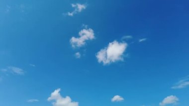 Büyüyen soya fasulyesi. Kocaman bir fasulye tarlası. Soya fasulyesi tarlada yetişir. Rüzgar, soya fasulyesi filizlerini geliştirir..