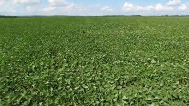 Büyüyen soya fasulyesi. Kocaman bir fasulye tarlası. Soya fasulyesi tarlada yetişir. Rüzgar, soya fasulyesi filizlerini geliştirir..