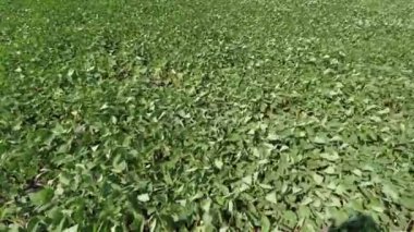 Büyüyen soya fasulyesi. Kocaman bir fasulye tarlası. Soya fasulyesi tarlada yetişir. Rüzgar, soya fasulyesi filizlerini geliştirir..
