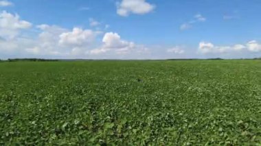 Büyüyen soya fasulyesi. Kocaman bir fasulye tarlası. Soya fasulyesi tarlada yetişir. Rüzgar, soya fasulyesi filizlerini geliştirir..