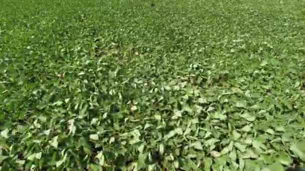 Coltivare soia. Enorme campo di soia. La soia cresce nel campo. Il vento sviluppa i germogli di soia. — Video Stock