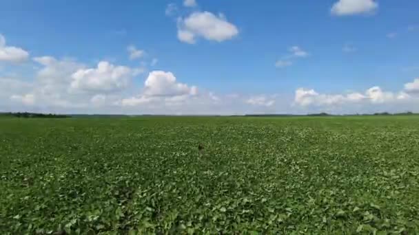 Odlar sojabönor. Enormt sojabönsfält. Sojabönor växer på fältet. Vinden utvecklar sojabönsgroddarna. — Stockvideo