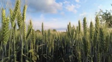 Yeşil çavdar tarlası. Güneşin altında yeşil buğday başakları.
