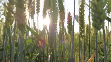 Yeşil çavdar tarlası. Güneşin altında yeşil buğday başakları.