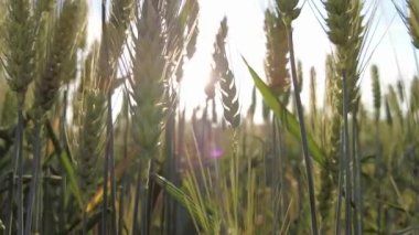 Yeşil çavdar tarlası. Güneşin altında yeşil buğday başakları.