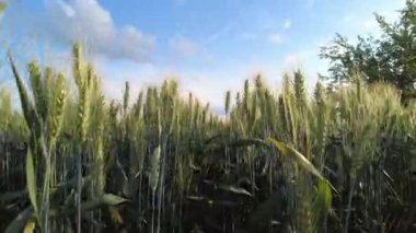 Yeşil çavdar tarlası. Güneşin altında yeşil buğday başakları.