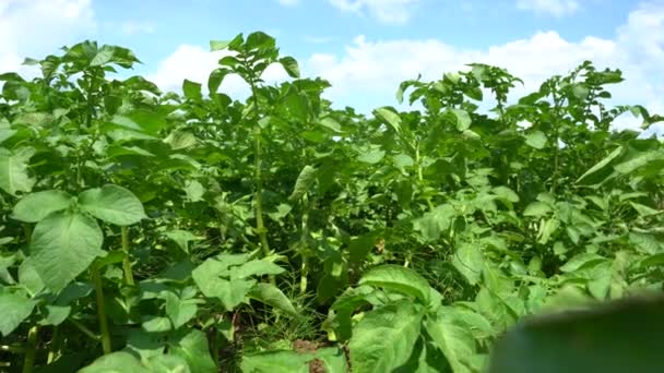 Πατατο Χωράφι Πράσινα Φύλλα Πατάτας Στο Χωράφι — Αρχείο Βίντεο