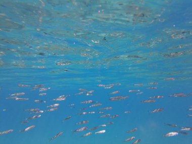 Akdeniz 'deki balıklar. Suyun altında bir balık sürüsü.
