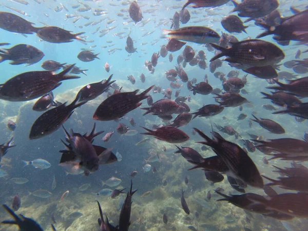 Fisch Mittelmeer Ein Schwarm Meeresfische Unter Wasser — Stockfoto