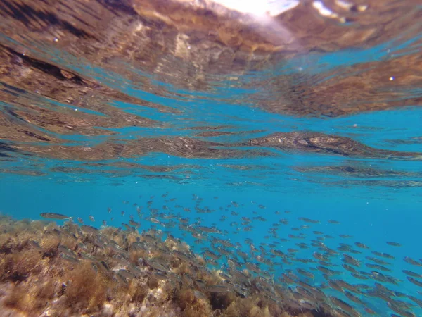 Риба Середземному Морі Отара Морської Риби Під Водою — стокове фото