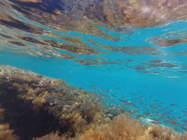 地中海の魚 水中の海の魚の群れ — ストック写真