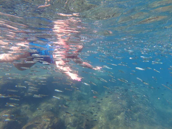 地中海の魚 海の魚の群れ水中 魚の群れと共に水中にいる男 水中の海の魚の群れ — ストック写真
