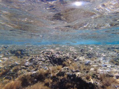 Akdeniz 'deki balıklar. Suyun altında bir balık sürüsü.
