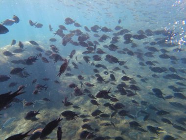 Akdeniz 'deki balıklar. Suyun altında bir balık sürüsü.