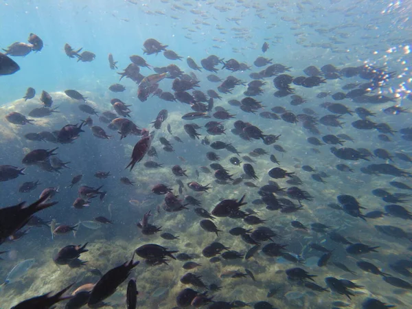 Fisch Mittelmeer Ein Schwarm Meeresfische Unter Wasser — Stockfoto