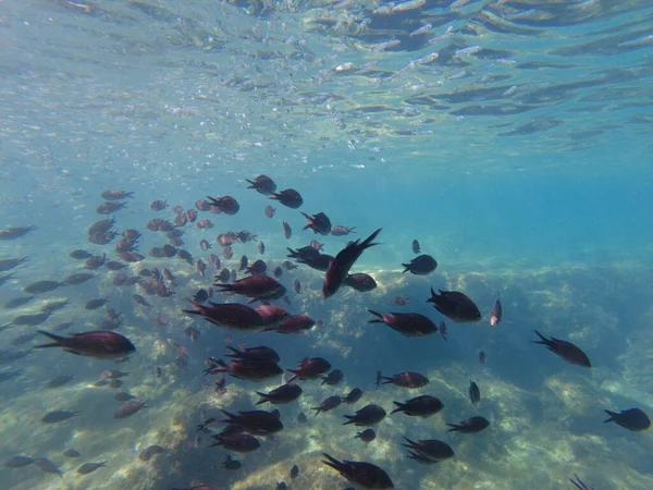 Pesce Nel Mediterraneo Uno Stormo Pesci Mare Sott Acqua — Foto Stock