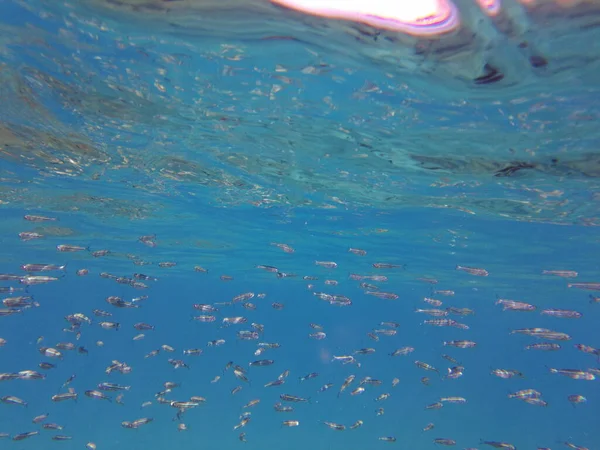 Fisch Mittelmeer Ein Schwarm Meeresfische Unter Wasser — Stockfoto