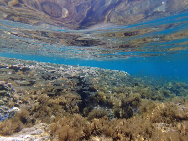 Fisch Mittelmeer Ein Schwarm Meeresfische Unter Wasser — Stockfoto