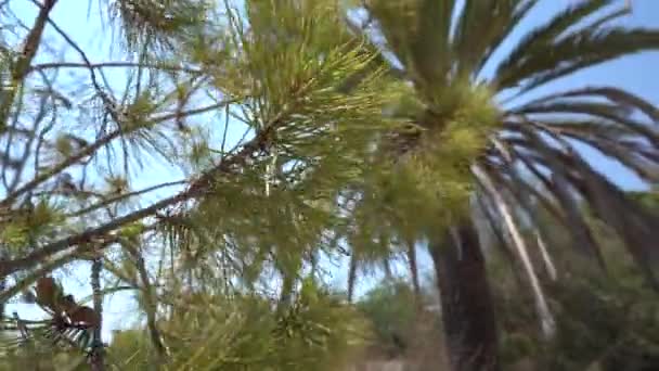 Gökyüzünde Çam Palmiye Ağaçları — Stok video