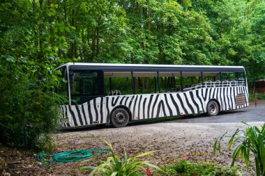Dthe Kralove nad Labem, Çek Cumhuriyeti - 27 Temmuz 2025: Zebra çizgili bir turist otobüsü ormanda ilerliyor. Safari Parkı Taşımacılığı ve Safari Parkı 'ndaki Sarı Yol İşareti