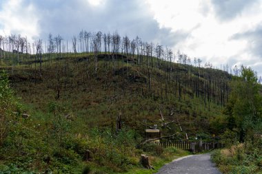 Hrensko, Çek Cumhuriyeti, Bohem İsviçre Ulusal Parkı. Büyük bir orman yangınından üç yıl sonra. Manzara ölü ağaç gövdelerini ve etkin yenilenmeyi gösteriyor. Bulutlu gökyüzünün altında yeni yeşillikler var..