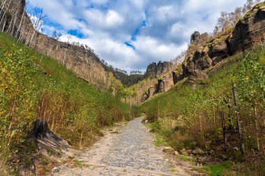 Hrensko, Çek Cumhuriyeti, Bohem İsviçre Ulusal Parkı. Büyük bir orman yangınından üç yıl sonra. Manzara ölü ağaç gövdelerini ve etkin yenilenmeyi gösteriyor. Bulutlu gökyüzünün altında yeni yeşillikler var..