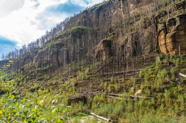 Hrensko, Çek Cumhuriyeti, Bohem İsviçre Ulusal Parkı. Büyük bir orman yangınından üç yıl sonra. Manzara ölü ağaç gövdelerini ve etkin yenilenmeyi gösteriyor. Bulutlu gökyüzünün altında yeni yeşillikler var..