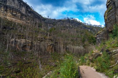Hrensko, Çek Cumhuriyeti, Bohem İsviçre Ulusal Parkı. Büyük bir orman yangınından üç yıl sonra. Manzara ölü ağaç gövdelerini ve etkin yenilenmeyi gösteriyor. Bulutlu gökyüzünün altında yeni yeşillikler var..