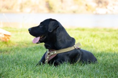Yetişkin siyah labrador, ilkbaharda parkta yürüyüş için gün boyunca Ukrayna 'da.